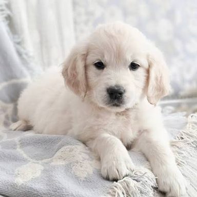 狗