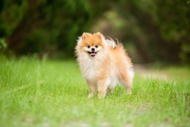狗