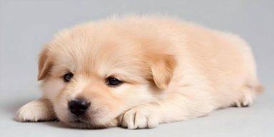 狗