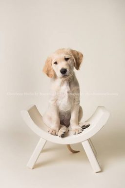 狗