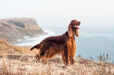狗