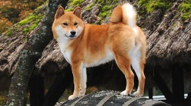 狗