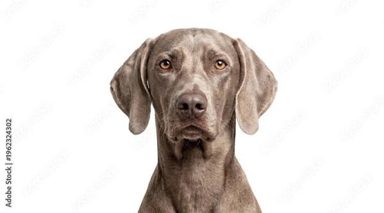 狗