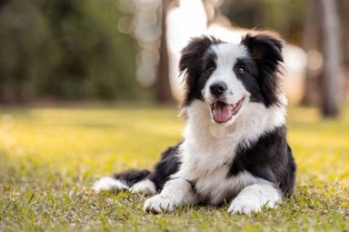 狗
