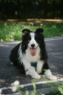 狗