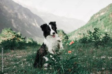 狗