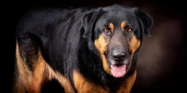 狗