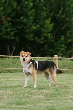 狗
