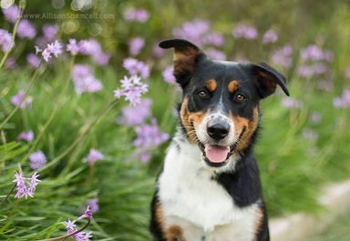 狗