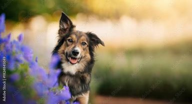 狗