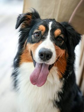 狗