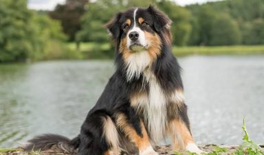 狗
