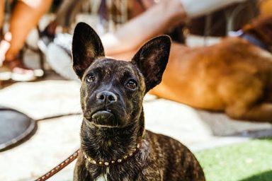 狗