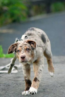 狗