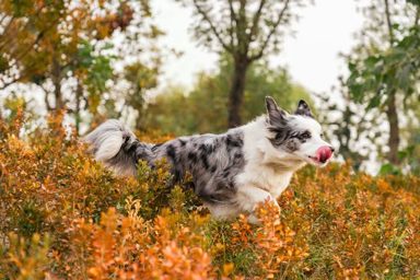 狗