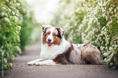 狗