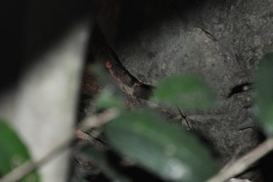 鼬獾類