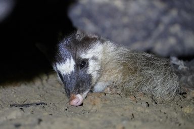 鼬獾類