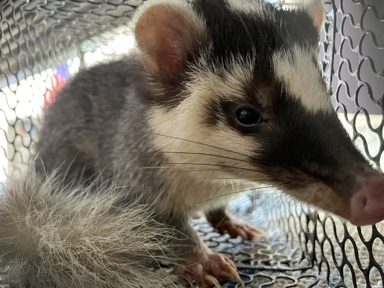 鼬獾類