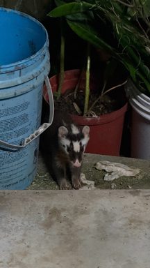 鼬獾類