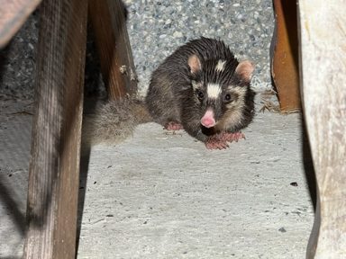鼬獾類