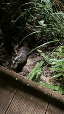 鼬獾類