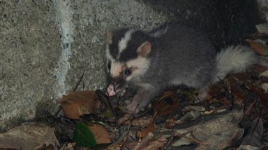 鼬獾類