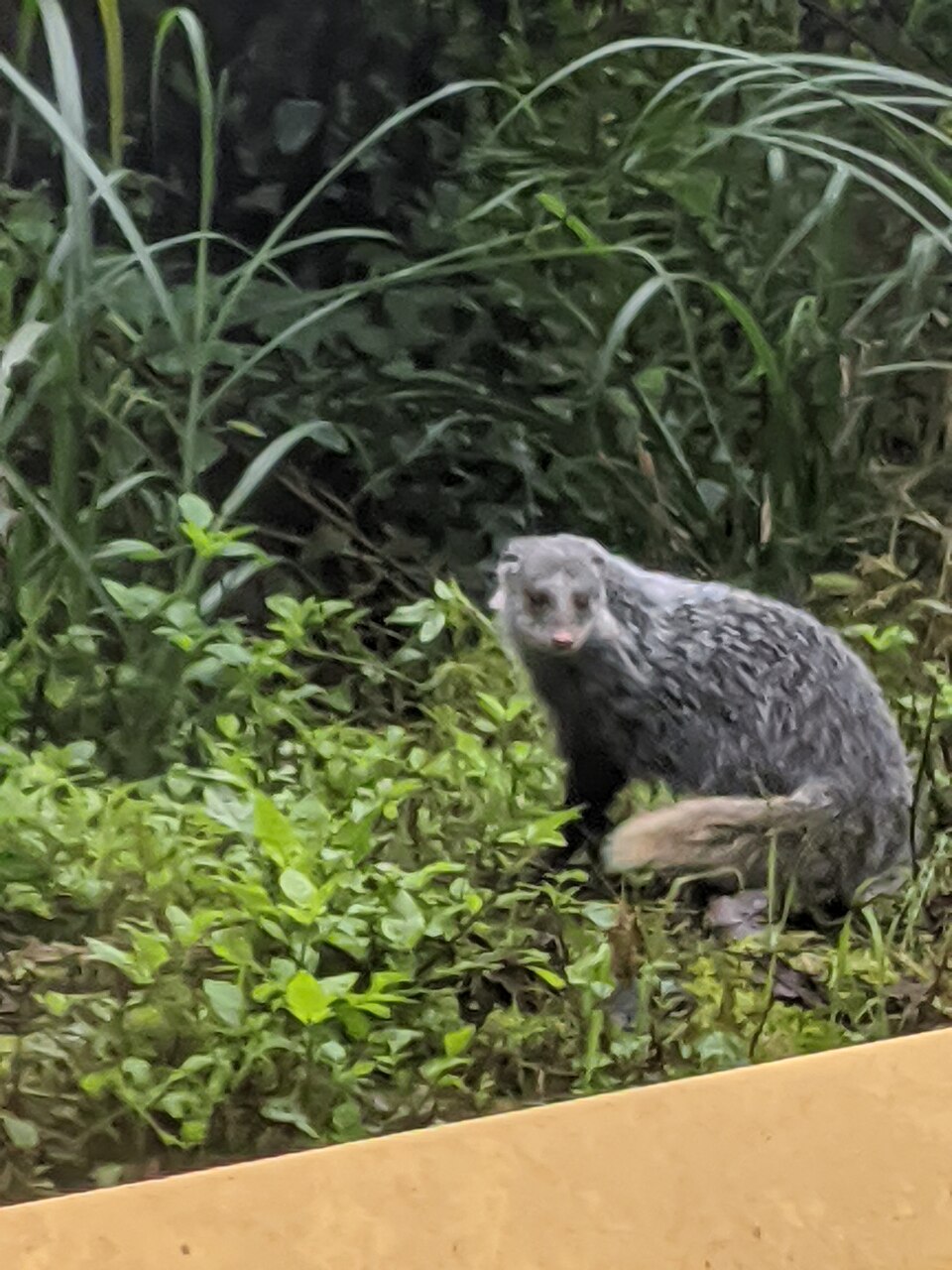 食蟹獴