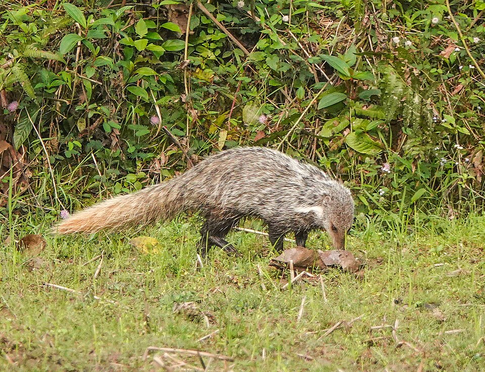 食蟹獴